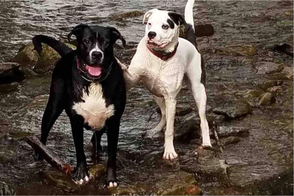 Roscoe Cottage Pet Friendly Luaran gambar